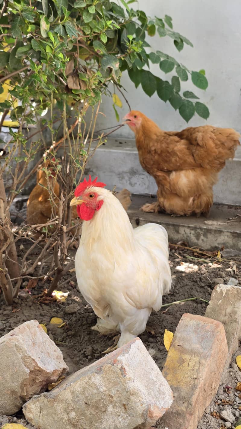 Fancy hens 4