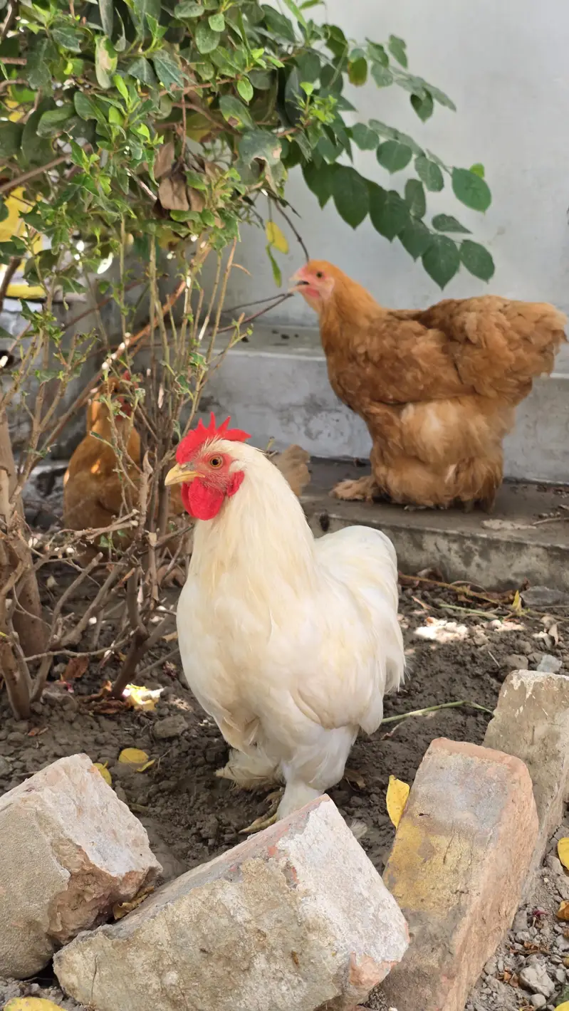 Fancy hens — photo 5