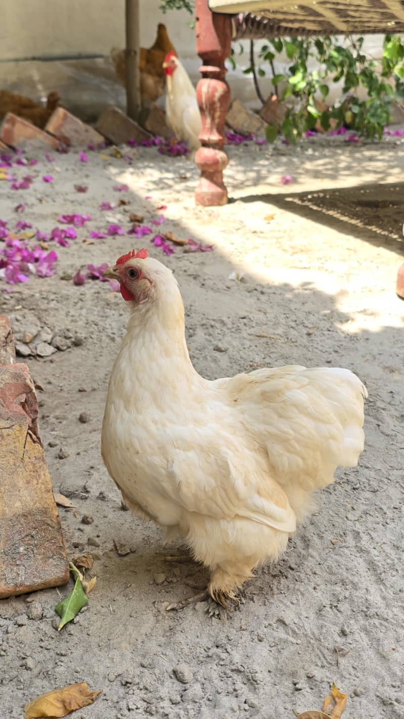 Fancy hens 5