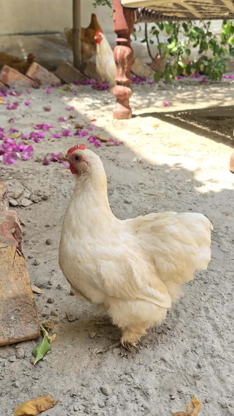 Fancy hens — photo 6