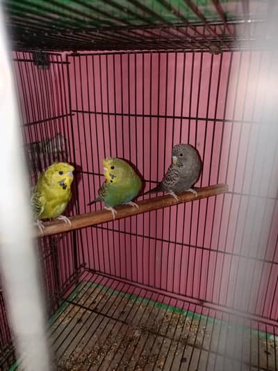 black face budgies