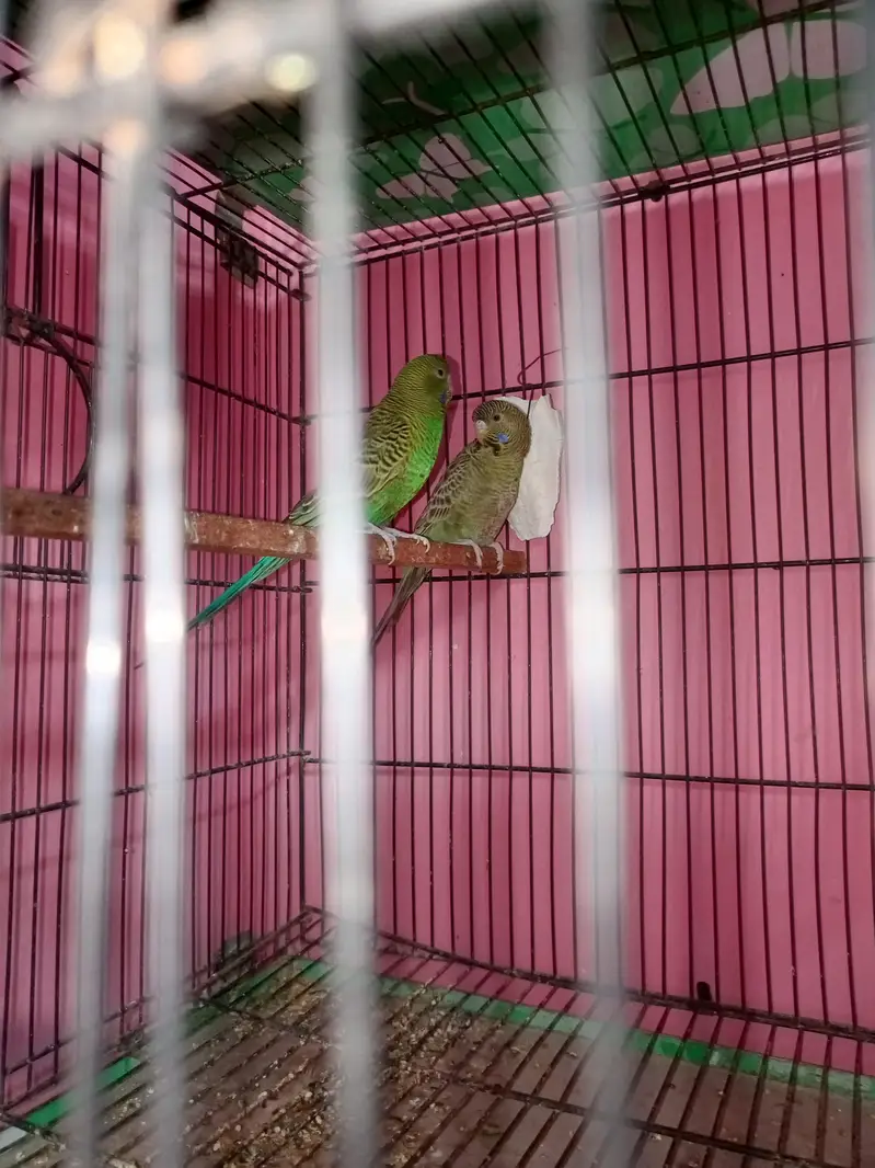 black face budgies — photo 2