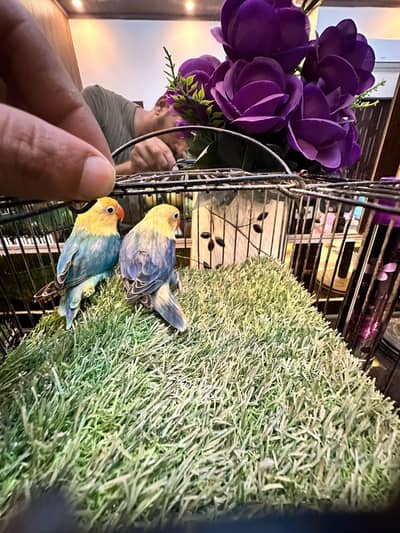 Par blue oplin pair
