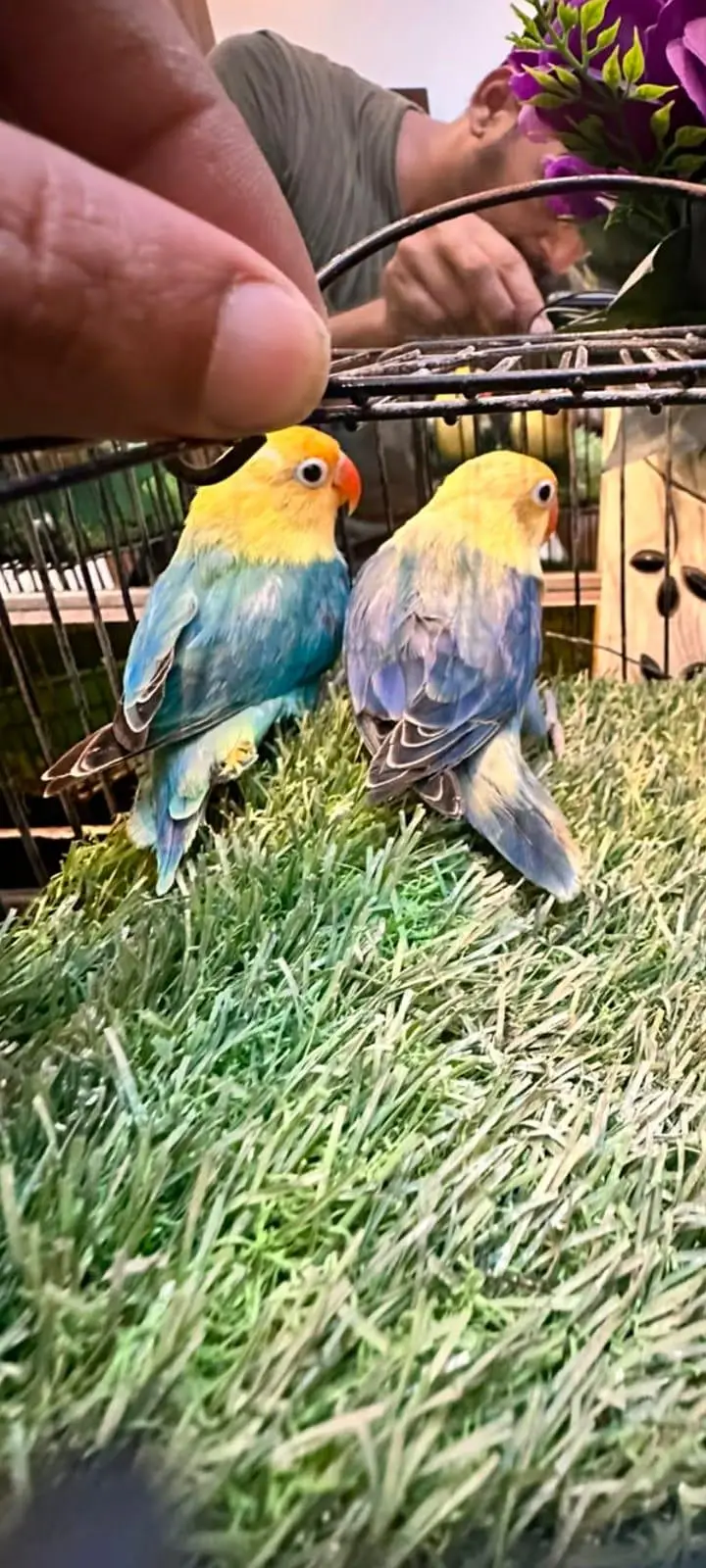Par blue oplin pair — photo 2