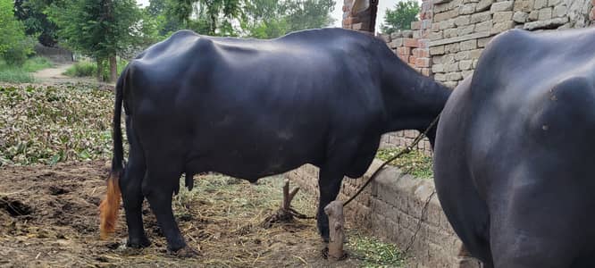 buffalo 