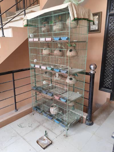 Love Birds + 12 Portion Pinjra Complete Setup For Sale