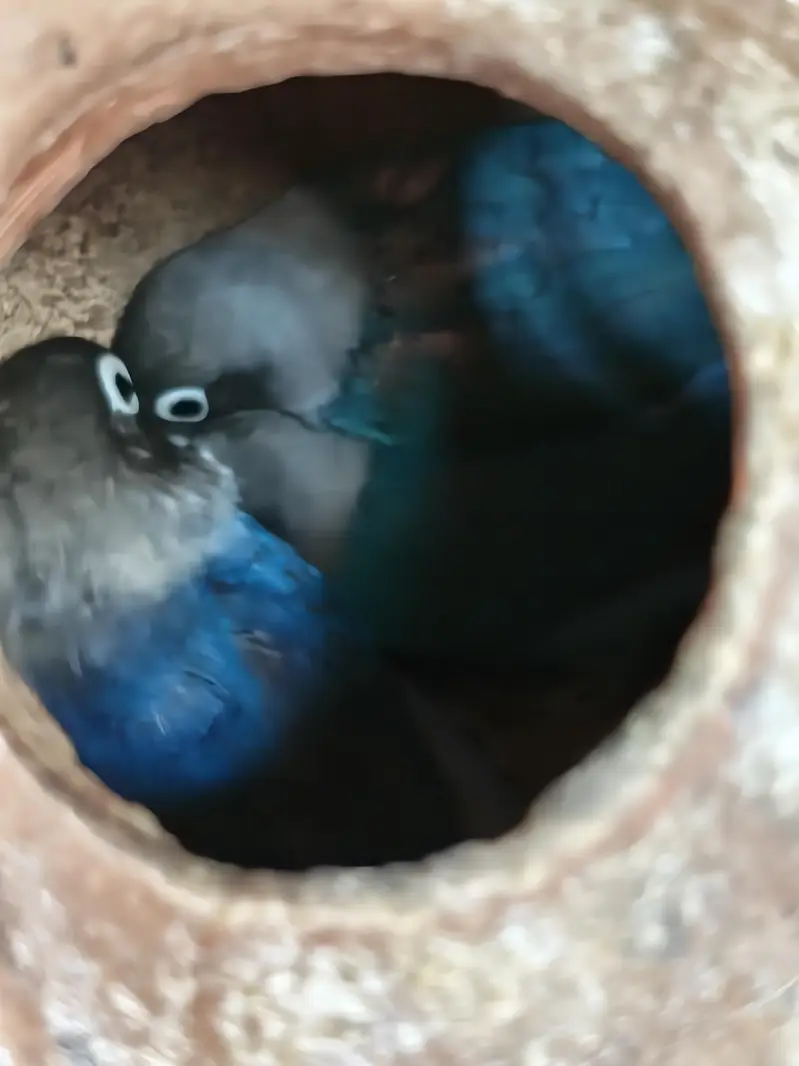 Love Birds + 12 Portion Pinjra Complete Setup For Sale — photo 2