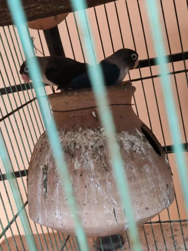 Love Birds + 12 Portion Pinjra Complete Setup For Sale — photo 3