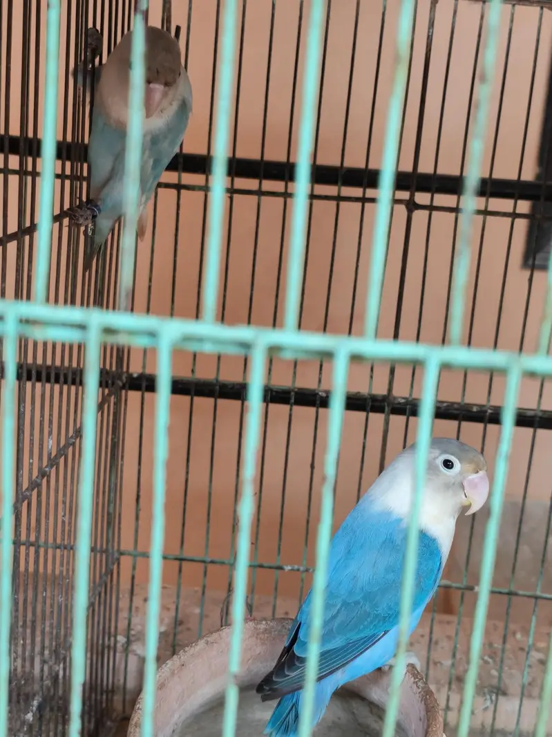 Love Birds + 12 Portion Pinjra Complete Setup For Sale — photo 4