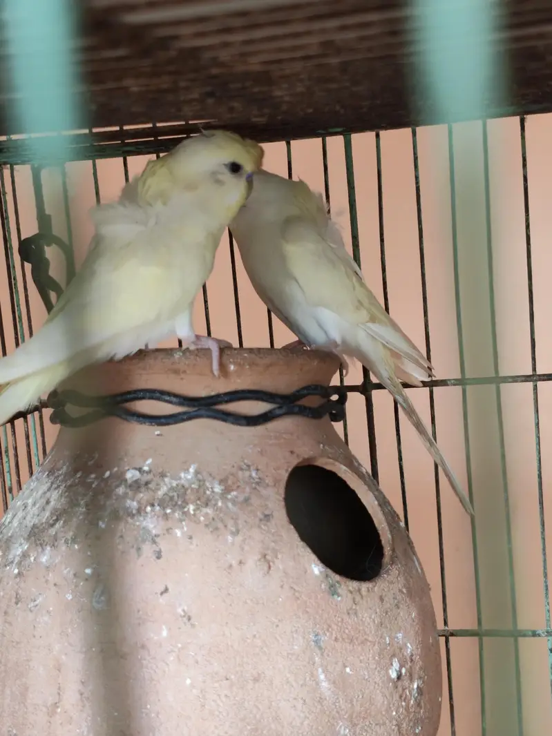 Love Birds + 12 Portion Pinjra Complete Setup For Sale — photo 5