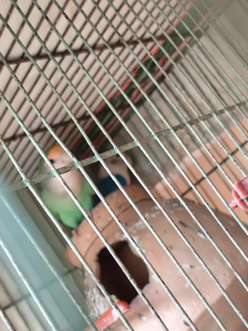 Love Birds + 12 Portion Pinjra Complete Setup For Sale — photo 6