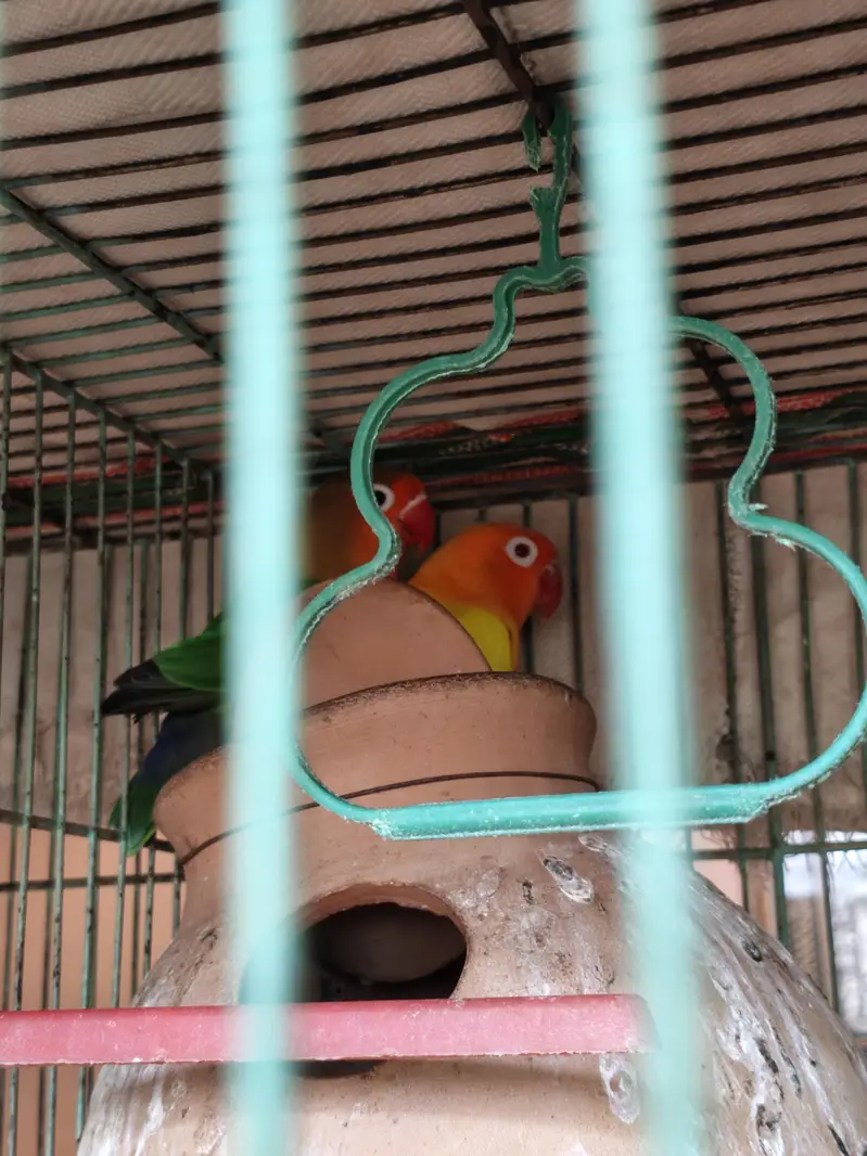 Love Birds + 12 Portion Pinjra Complete Setup For Sale — photo 7