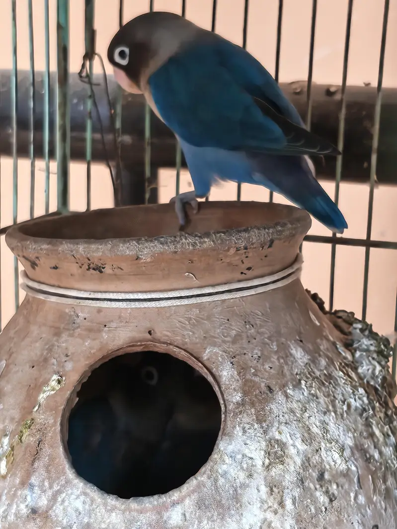 Love Birds + 12 Portion Pinjra Complete Setup For Sale — photo 9