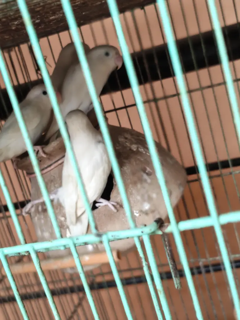 Love Birds + 12 Portion Pinjra Complete Setup For Sale — photo 10