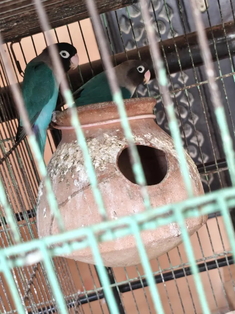 Love Birds + 12 Portion Pinjra Complete Setup For Sale — photo 11
