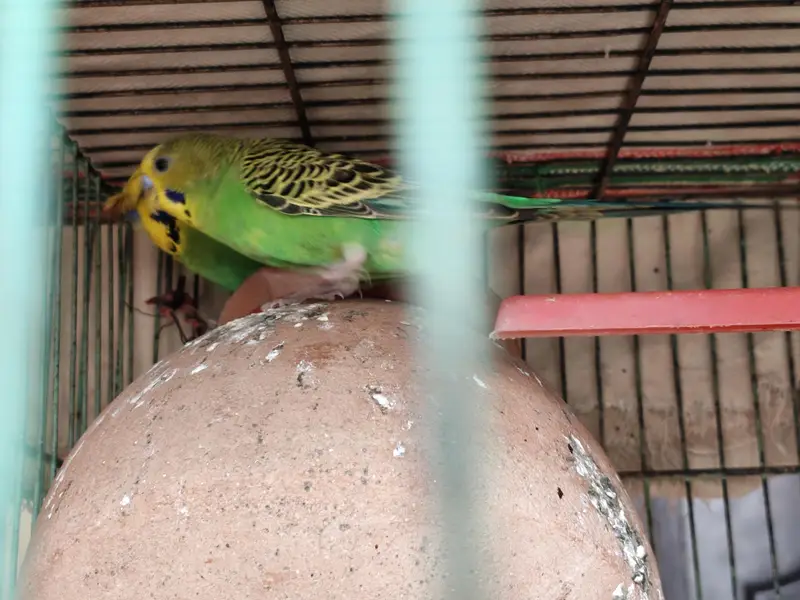 Love Birds + 12 Portion Pinjra Complete Setup For Sale — photo 12