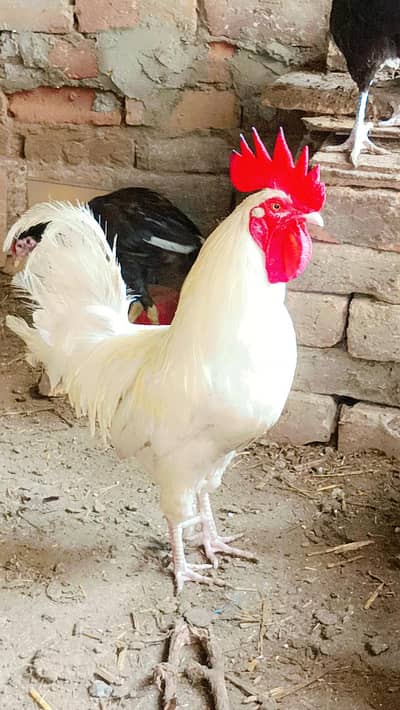 white murgha fancy