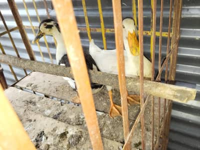 beautiful duck pair ready to laying exchange possible with any bird
