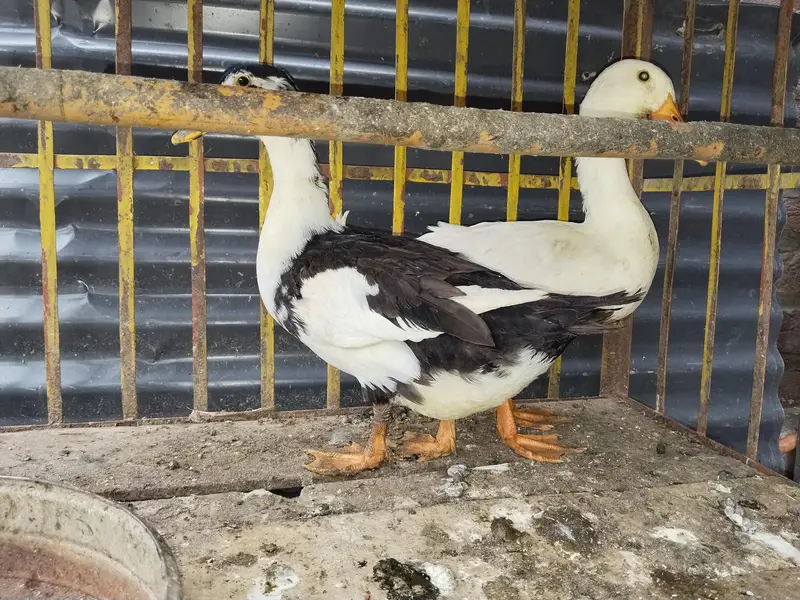 beautiful duck pair ready to laying exchange possible with any bird — photo 2