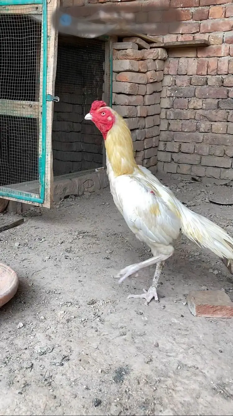 Bhut achi aur mazbort hai serious log messge kar rha — photo 3
