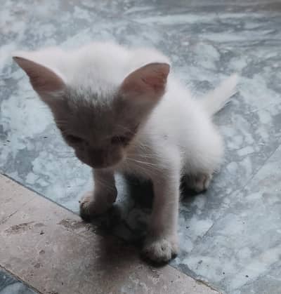 Top quality kitten puppies