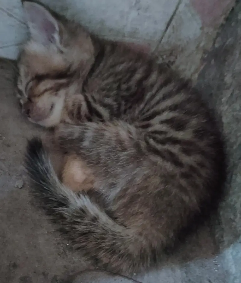 Top quality kitten puppies — photo 2