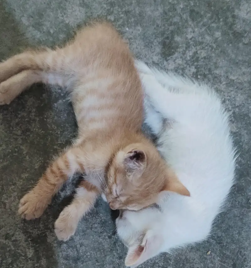Top quality kitten puppies — photo 3