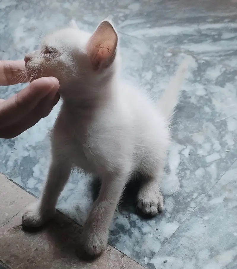 Top quality kitten puppies — photo 4