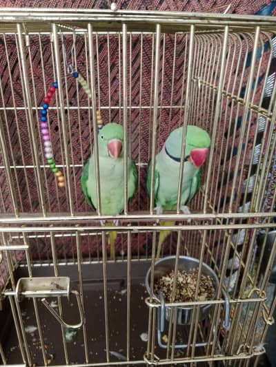 Raw parrot