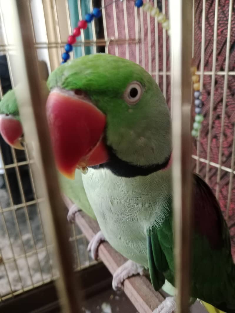 Raw parrot 1