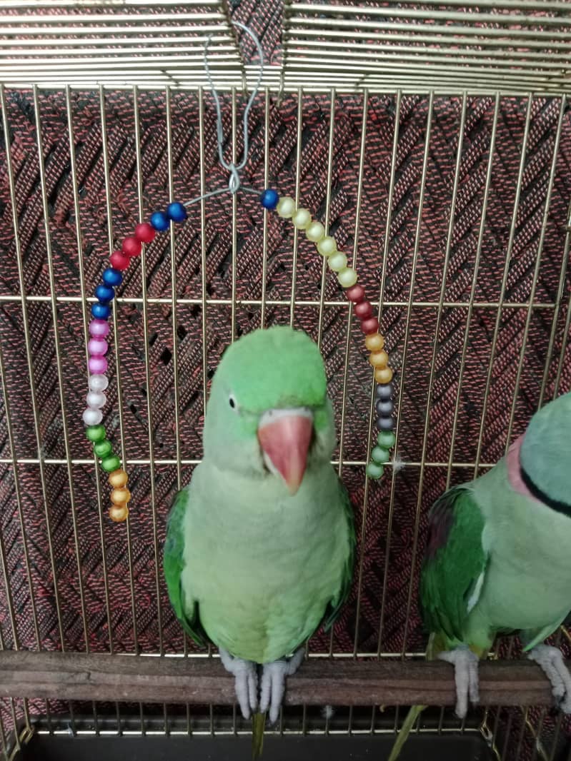 Raw parrot 2