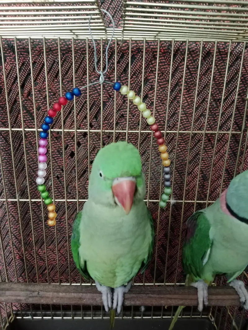 Raw parrot — photo 3