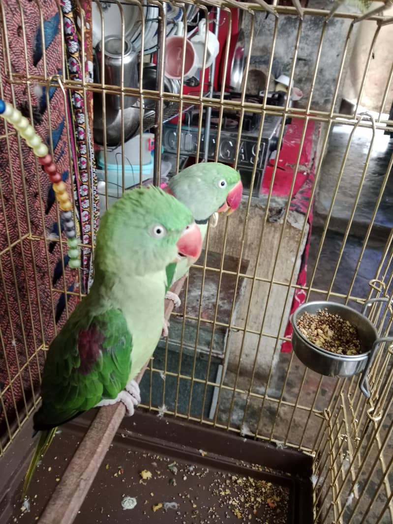 Raw parrot 3