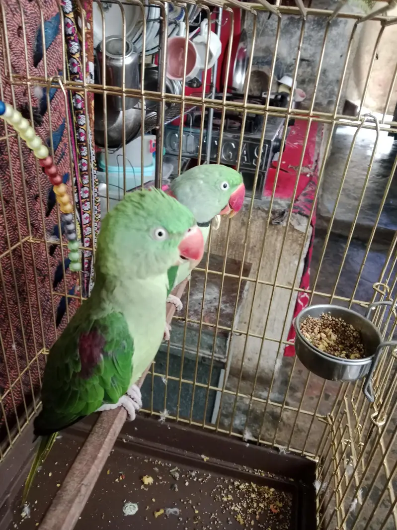Raw parrot — photo 4