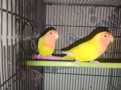 Love Birds