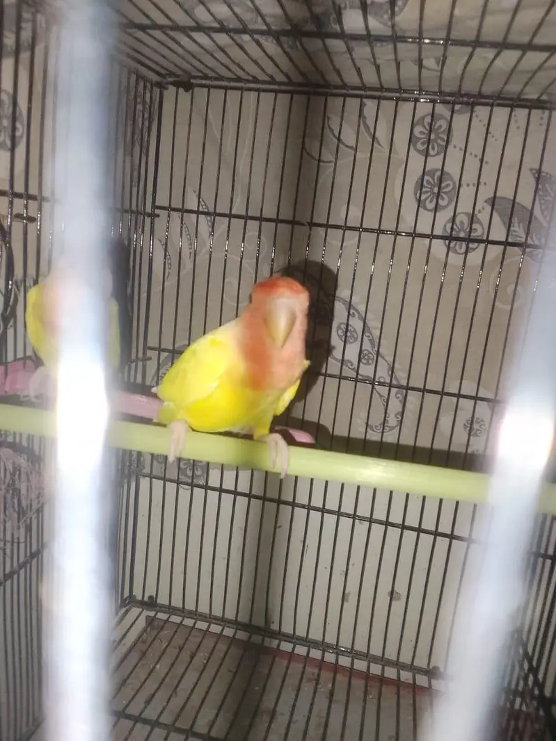 Love Birds — photo 2