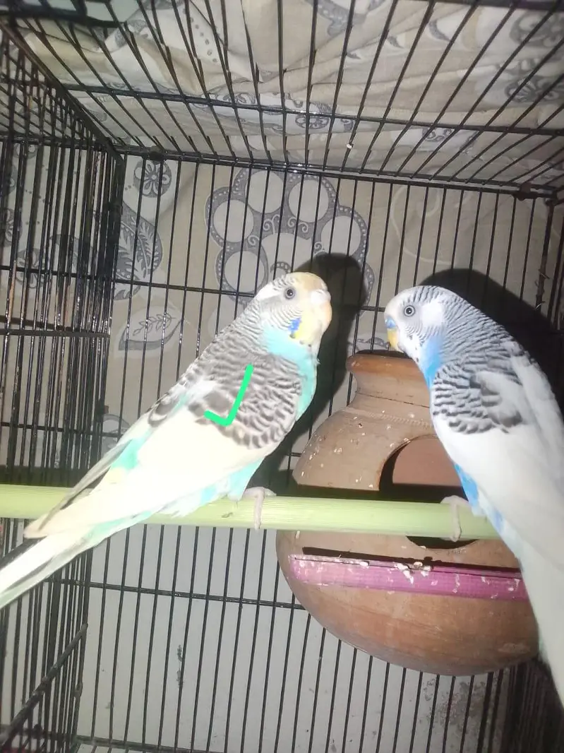Love Birds — photo 3