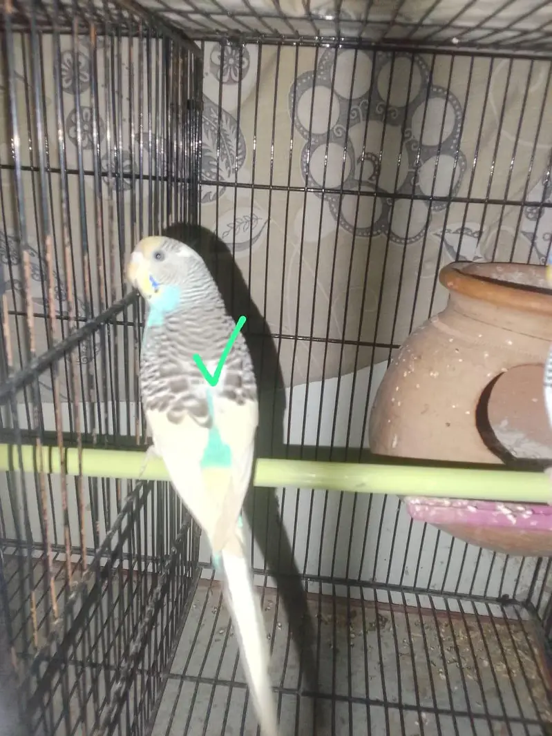 Love Birds — photo 4