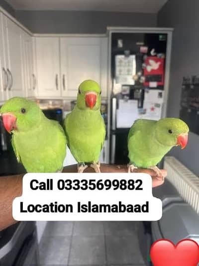 Single 5,000 Fixed Hand Tamed Green Ring Neck Parrot's Male/Female