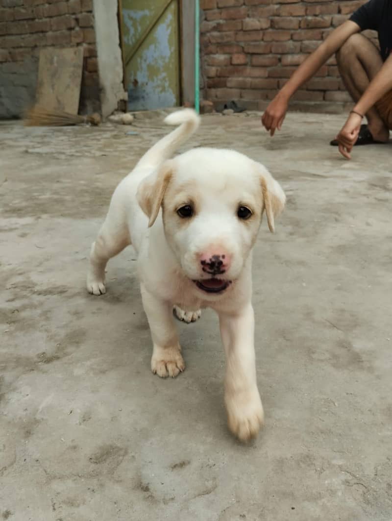Labrador pet 0