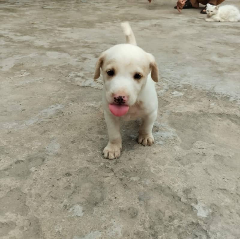 Labrador pet 1