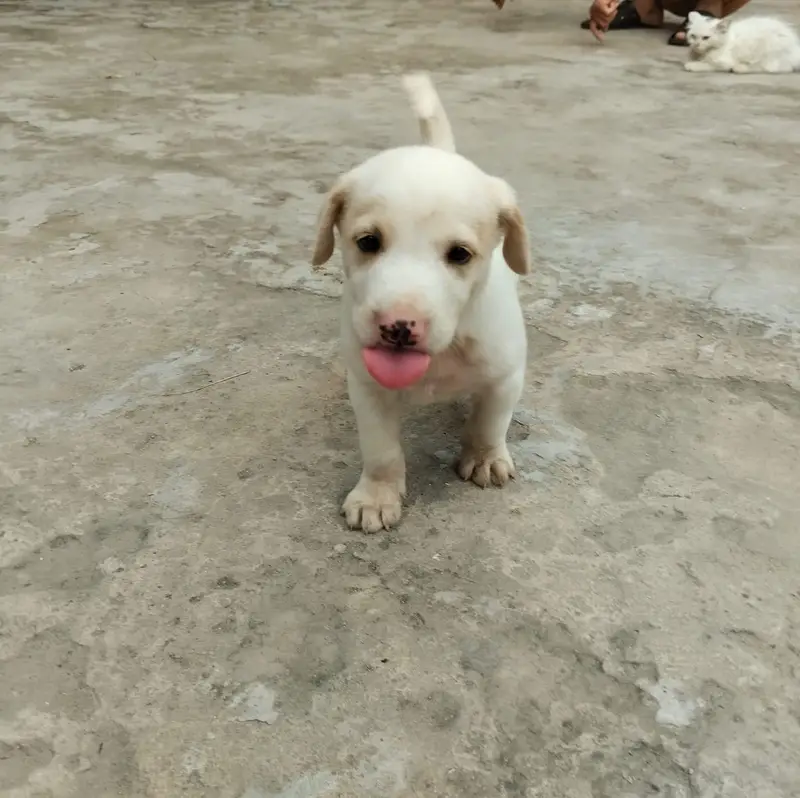 Labrador pet — photo 2