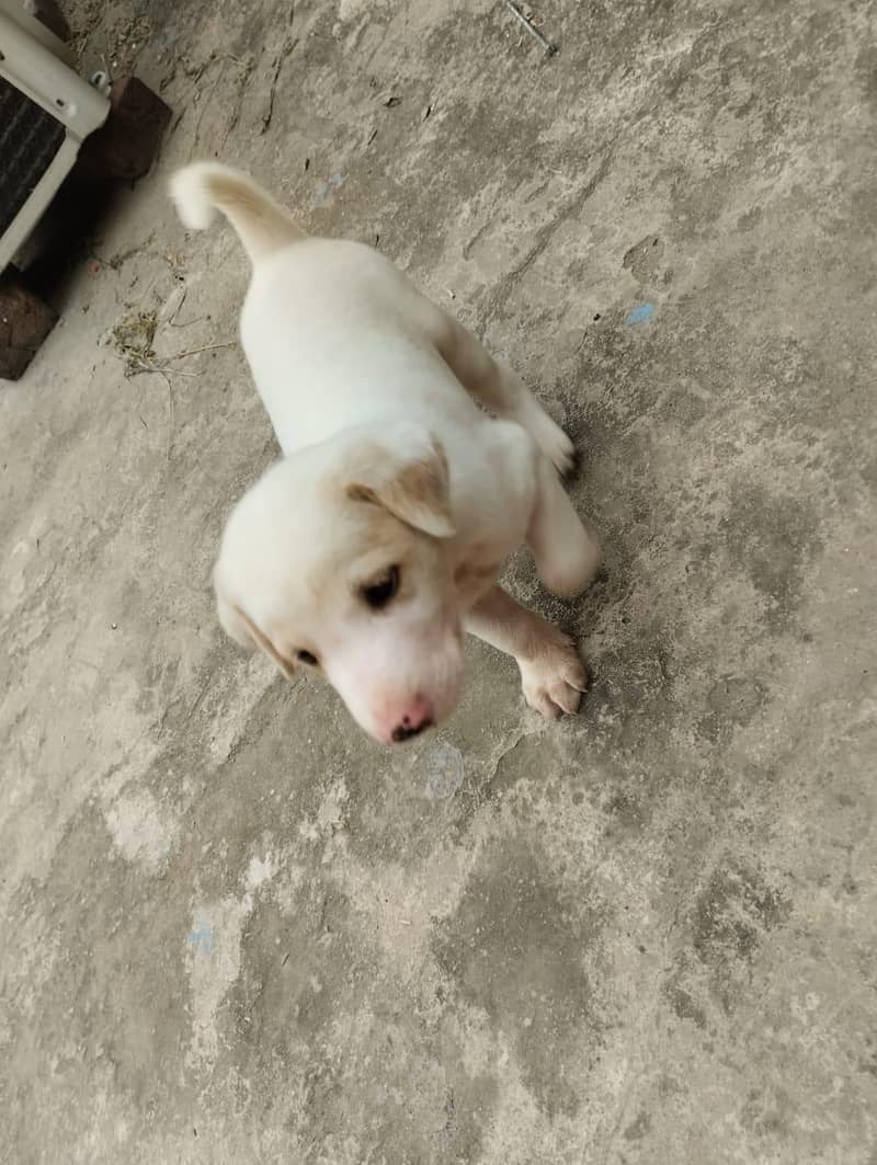 Labrador pet 2