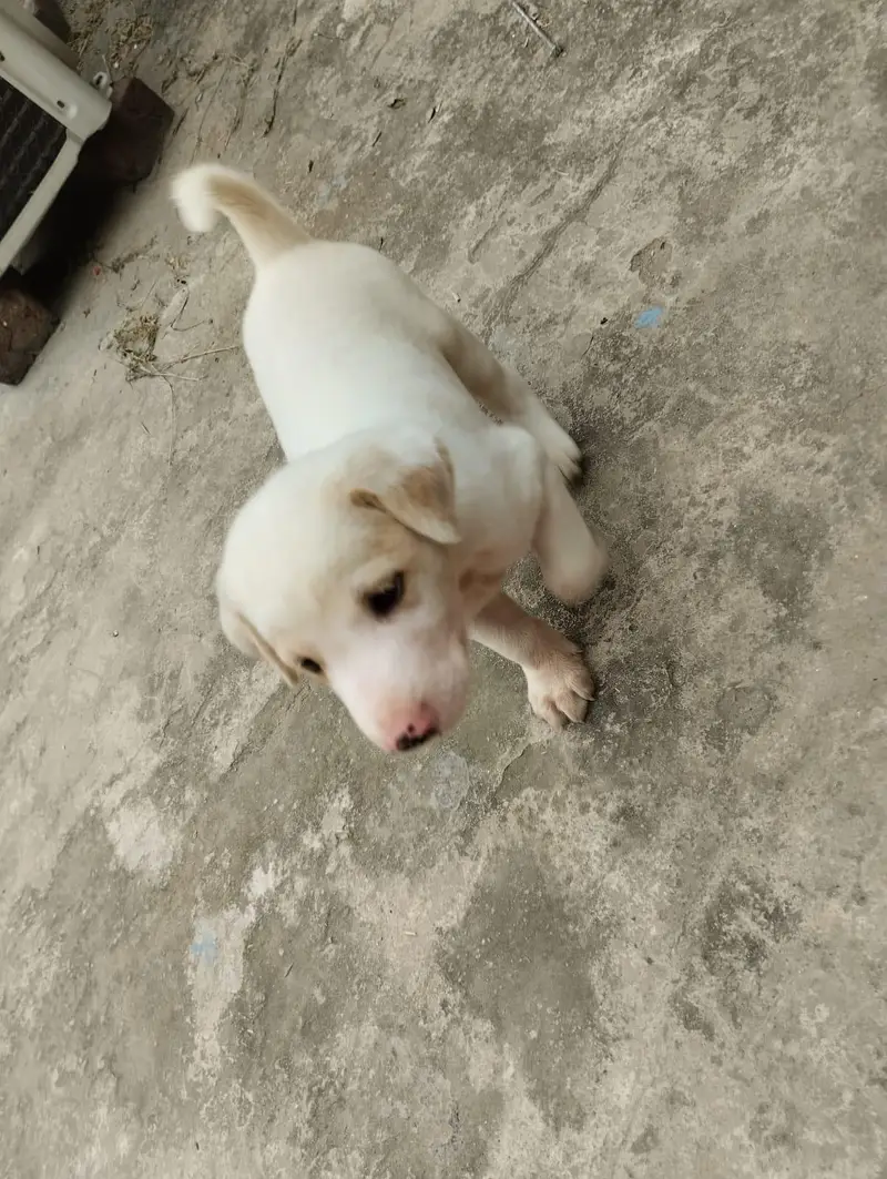 Labrador pet — photo 3