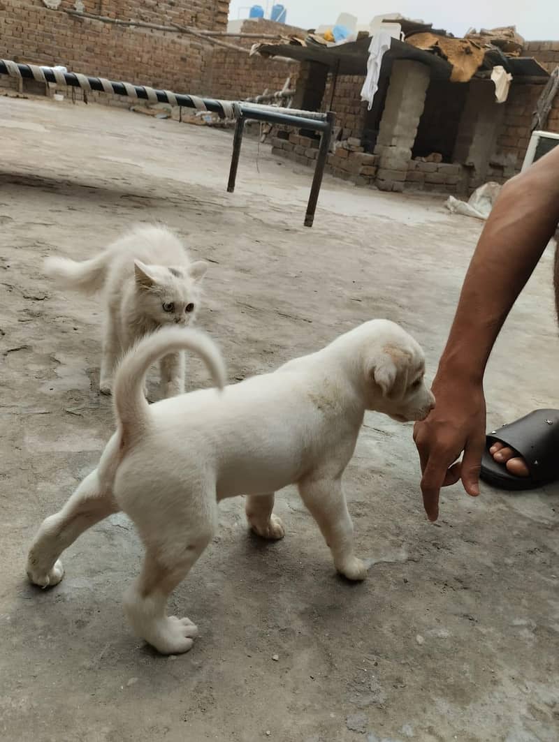 Labrador pet 3