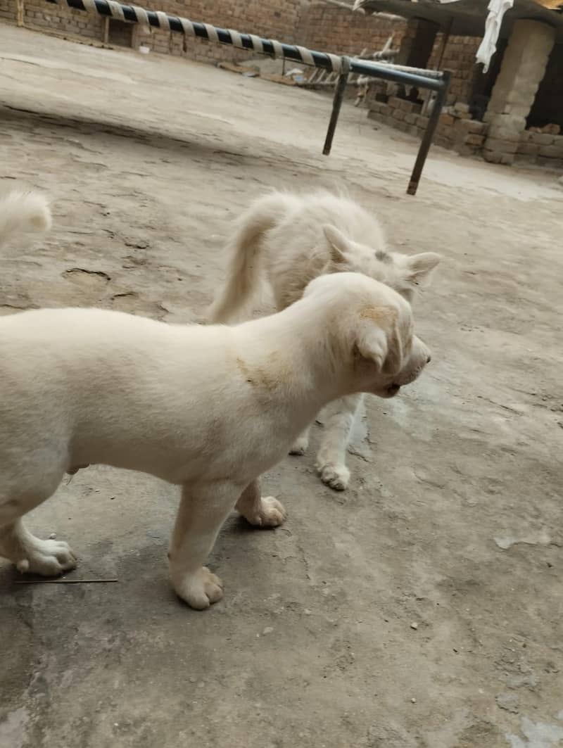 Labrador pet 4