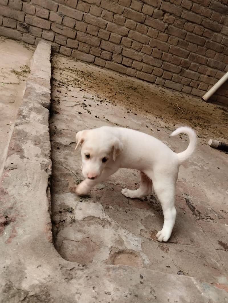 Labrador pet 5