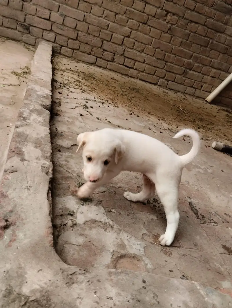 Labrador pet — photo 6