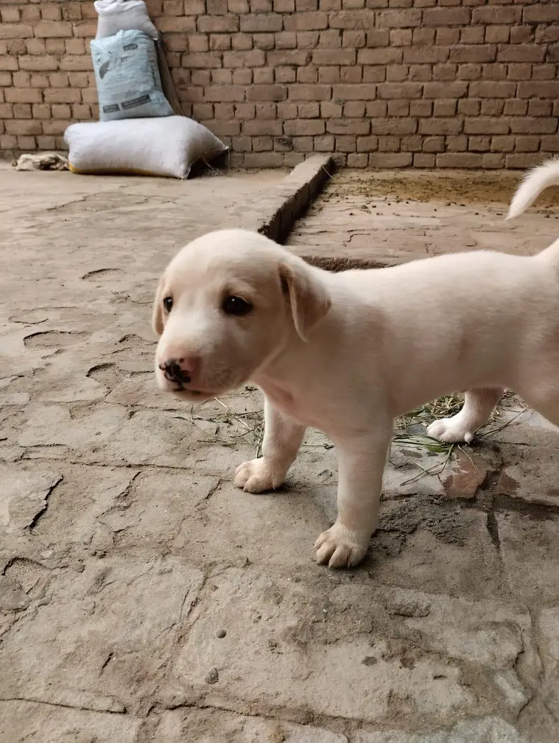 Labrador pet — photo 7