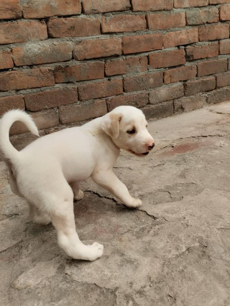 Labrador pet 7